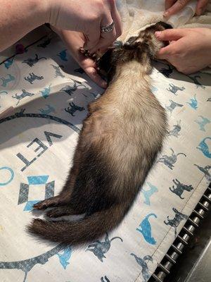 Ferret