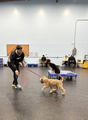 Sit Means Sit Dog Training Detroit