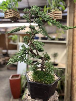 Juniper bonsai