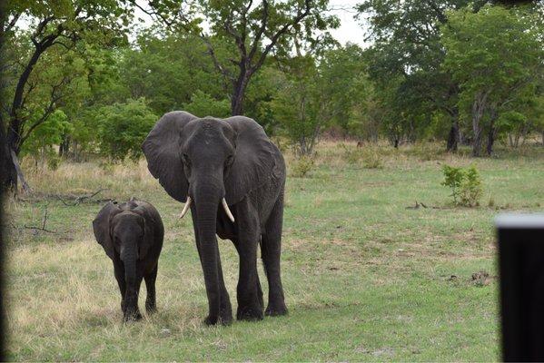 Elephant