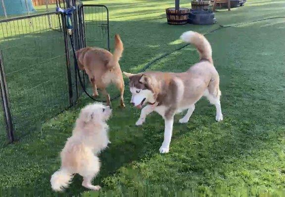 Rocco (left) is being very social and enjoying his playtime with another guest doggo.