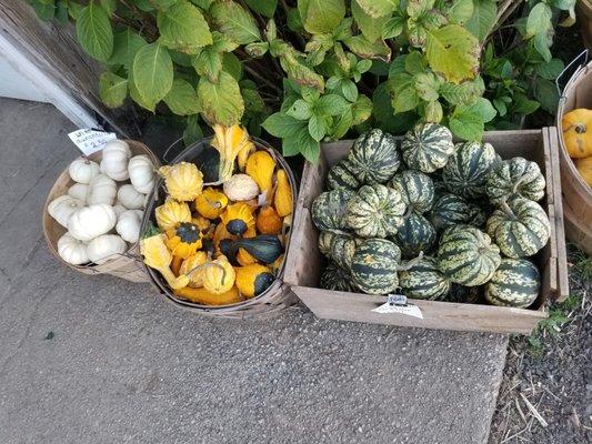 So many gorgeous gourds