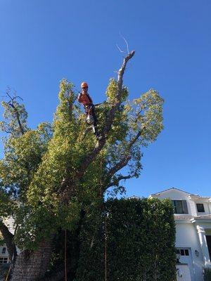 Tree Trimming: Height and Weight Reduction
Tree Removal