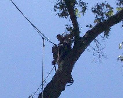 #1 Tree Service Richmond