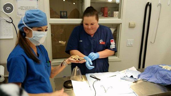 a pet sugar glider gets his shots from Katie