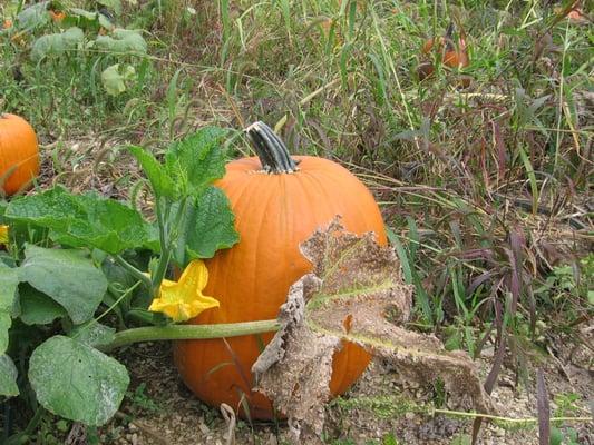 Pick your own pumpkins in October