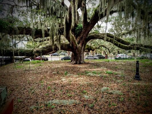 Biggest live oak!