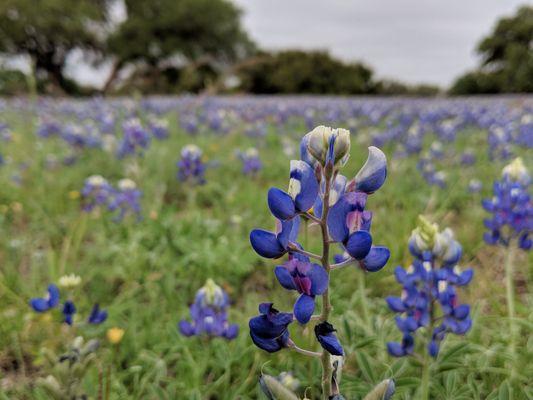 Blazing Bluebonnets