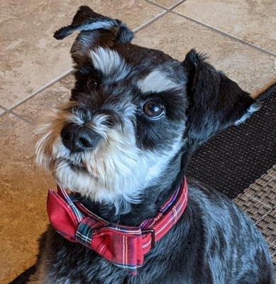 Hunter is the official office greeter. 4-year-old miniature schnauzer.