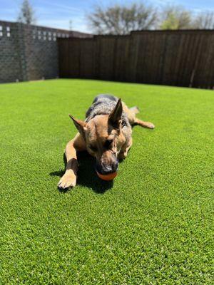 Layla enjoying her new lawn!