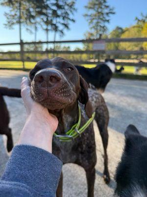 Ballypines Dog Ranch