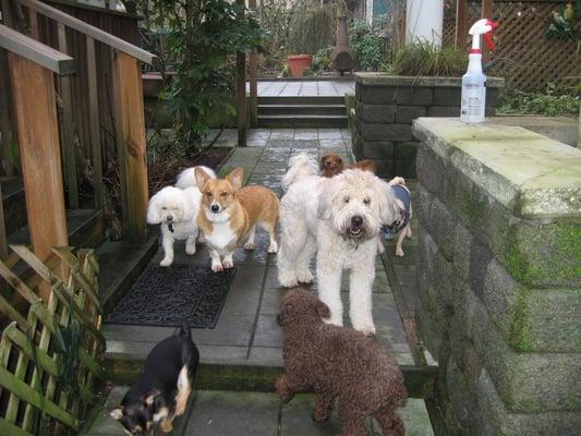 Friendly, sweet small dogs playing together