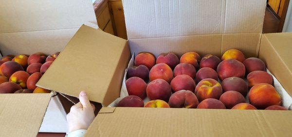 Picked peaches