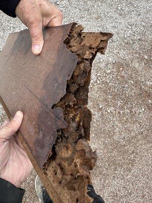 Termite damaged wood flooring