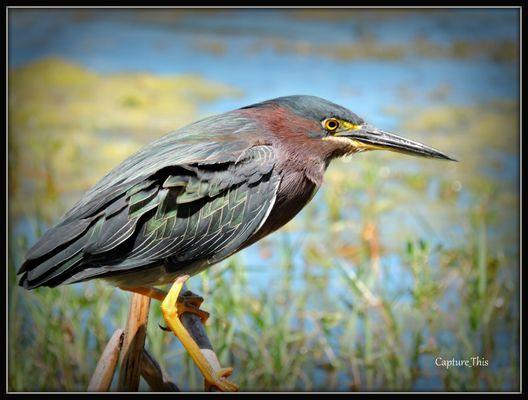 Photo by "Capture_This" T.Gilmore of a Green Heron seen and admired at J.Taylor park