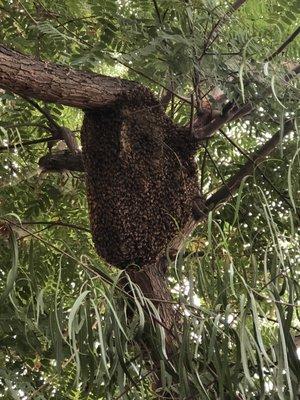 Pest Control Bee Hive Remove and Relocate