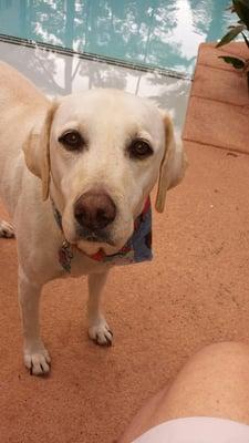 Happy, healthy LabrAdor Retriever. Ellie is eight years old but still a frisky puppy.