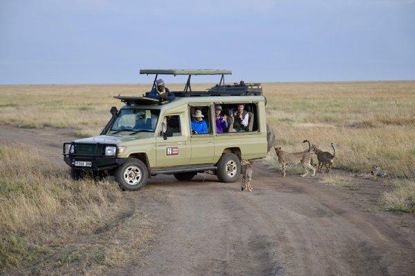 We were maintaining a safe distance from these cheetahs when they came to say "hi" to us.