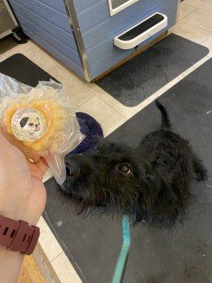 A goat milk frozen treat post bath.