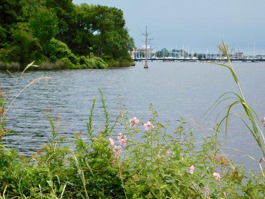 Looking toward New bern from the park