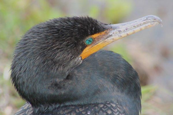 Cormorant head shot