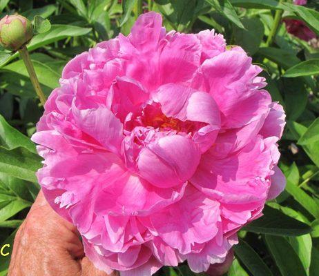 Peony Time!