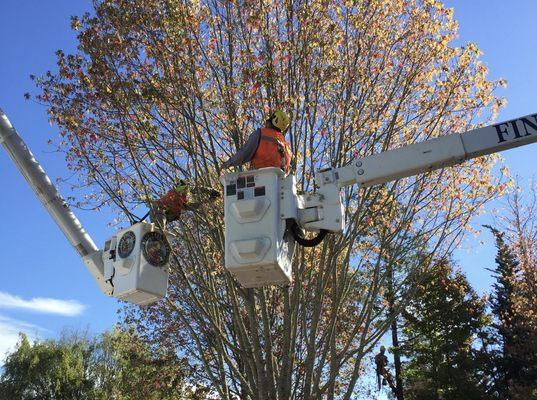 Fall colors and a cool crisp day mark the beginning of the pruning season for many trees.  Have you scheduled your winter pruning yet?