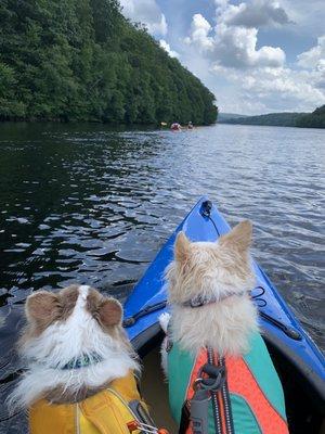 These two were introduced to a post-kayak pup cup at Riverton General Store - favorite stop for a BLT, beverage and a scoop or two.