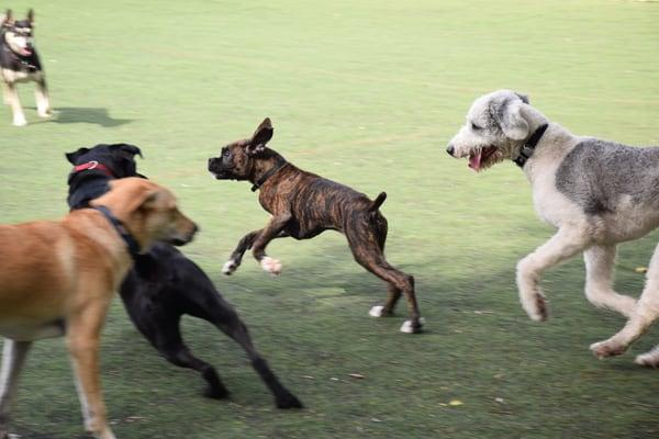 Look at Luke the puppy boxer fly!