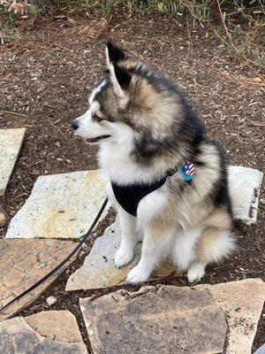 Mandy enjoying the outdoors. She's 12lbs.