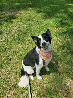 This is what happened. The fur is super patchy and uneven, and the fur around her face and neck are gone.