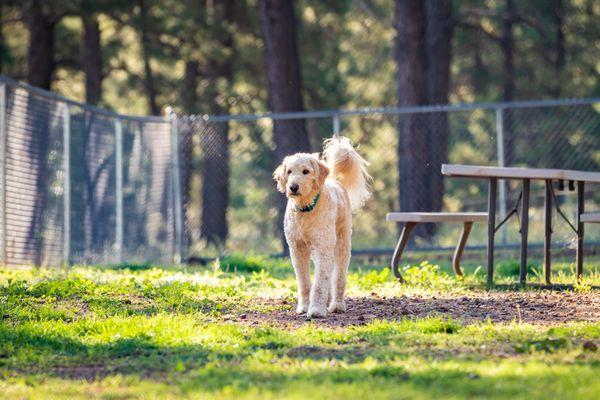 Two Onsite Dog Parks