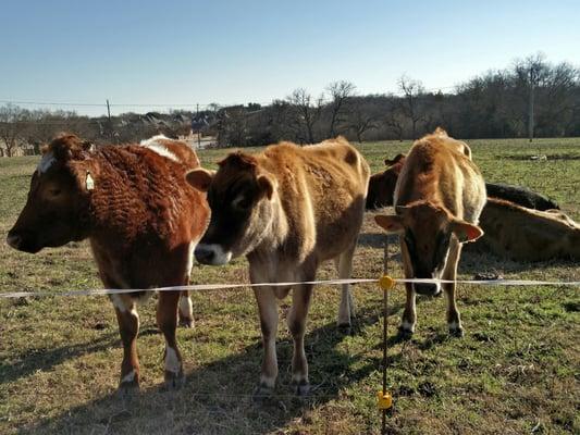 Jersey and Guernsey cows. ~mooooo~