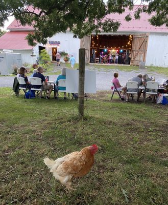 Live music, COVID style, with chicken walk by!