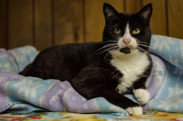 Furry Friends shelter cat Peggy Sue.