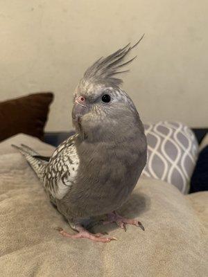 C We had purchased a cockatiel from here and she's the best and she's healthy. Thank you Parrots Cove!