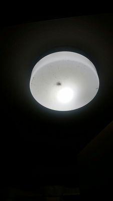 Bugs in the light fixtures