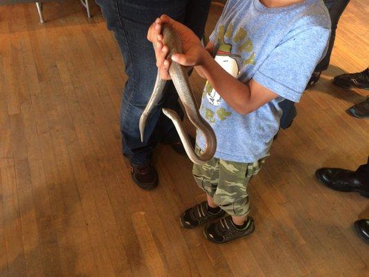 Local Reptiles: Rosy Boa