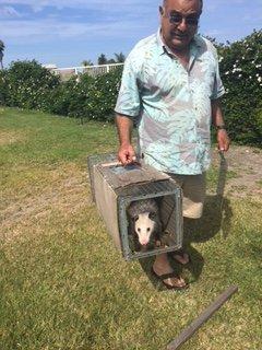 Trapper Dan with possum.