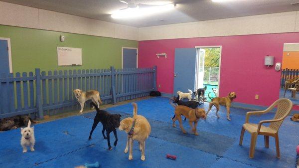 Doggie Day Care