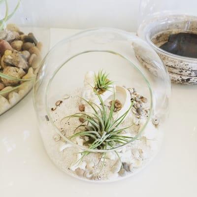 Beautifully made terrarium.