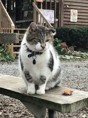 Greeter cat - super friendly!