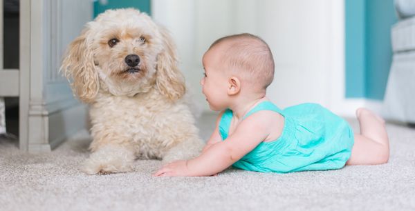 Carpet Cleaning Rye