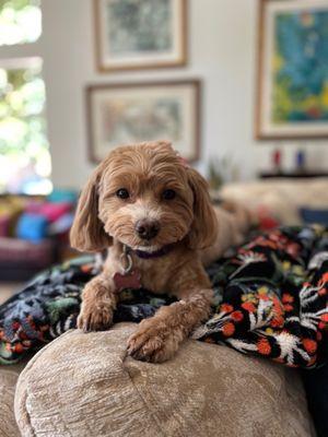 Just got my sweet mini doodle her summer puppy cut and I couldn't be more happy with the results. Little teddy bear face.