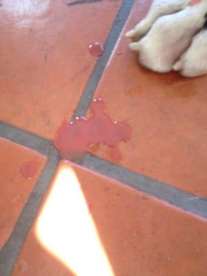 Blood dripping and the vet seemed overwhelmed