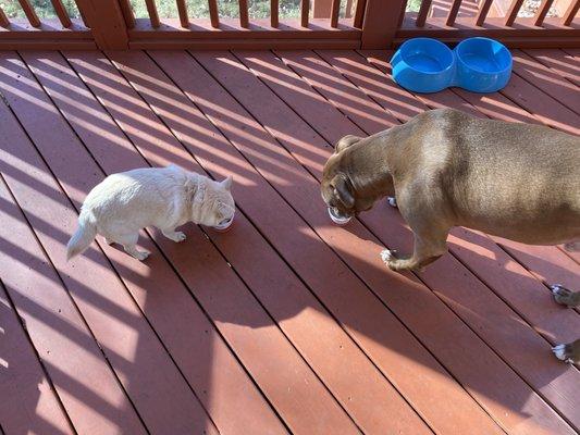 Puppy cups