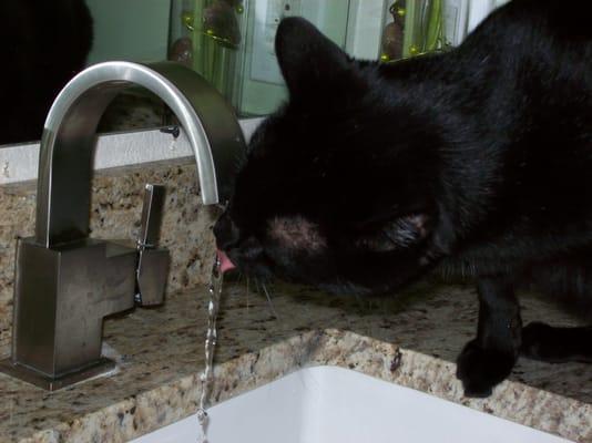 some clients have special requests like turn the water on for my kitty to drink out of the faucet when you are there.