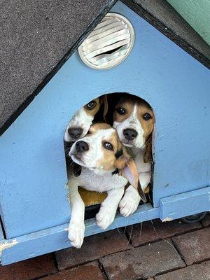 Puppies back home after the Vet visit cuddling together