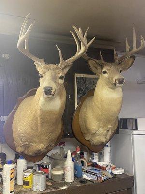 Deer mount