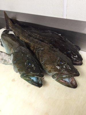 Lingcod